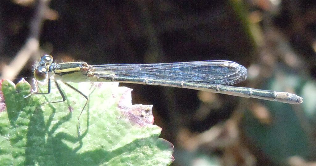 Ischnura elegans